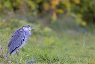 Grey grey heron (Ardea cinerea), Foraging, Boat Trip, Tiszaalpar, Kiskunsagi National Park,