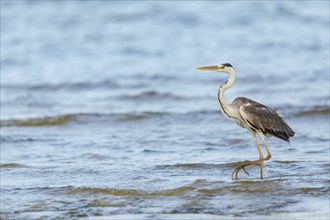 Grey grey heron (Ardea cinerea), Foraging, Boat Trip, Tiszaalpar, Kiskunsagi National Park,