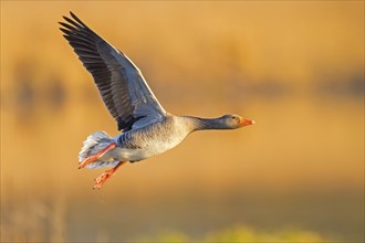 Greylag goose, Anser Anser, flight photo, lateral, Wagbachniederung, Baden-Württemberg, Germany,