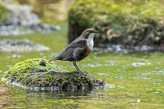 White-throated dipper, Central European dipper (Cinclus cinclus aquaticus) resting on rock covered