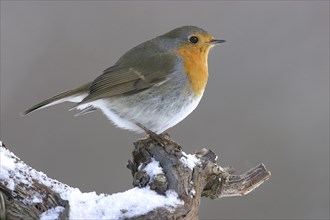 Robin, (Erithacus rubecula), snow, foraging in winter, Battenberg, Tiszaalpar, Kiskunsagi National