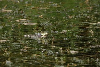 Rain falling on a pond, frog with sound bubbles, May, Germany, Europe