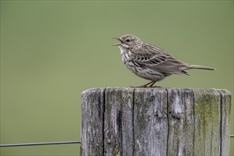 Meadow pipit (Anthus pratensis) sits singing on a pole, Lower Saxony, Germany, Europe