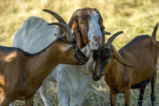 Goats (Capra), Boer goats, goats courting buck with long beard, scent, pasture with dry grass,