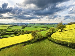 Rapeseed fields and farms from a drone, Torquay, Devon, England, United Kingdom, Europe