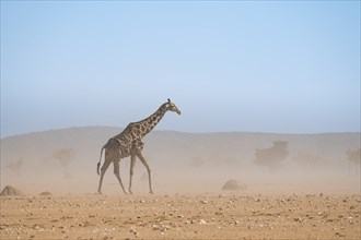 Angolan giraffe (Giraffa giraffa angolensis) in a sandstorm in dry savannah, Etosha National Park,