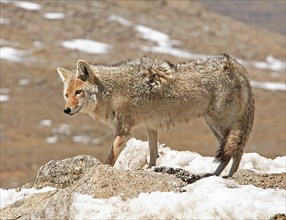 A coyote foraging in winter, Wyoming, United States, North America