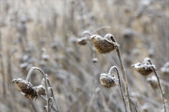 Sunflowers in winter, ice, snow (Helianthus annuus), winter, field, Baden-Württemberg, Germany,