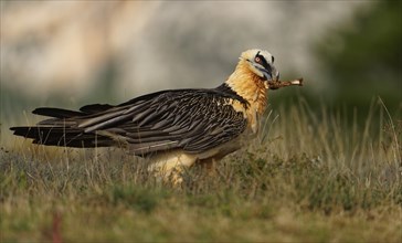 Old bearded vulture (Gypaetus barbatus), devouring sheep bones, Catalonia, Pyrenees, Spain, Europe