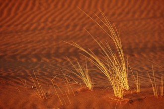 Africa, Namibia, plants, dune grass in the evening sun, Namib Desert, Namibia, Africa