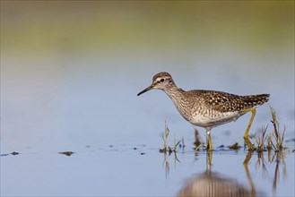 Wood sandpiper (Tringa glareola), Chevalier sylvain, AndarrÃ­os Bastardo, Raysut, Salalah, Sohar,