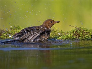 Blackbird (Turdus merula), one, individual, biotope, habitat, perch, water body, garden, Neuhofen,