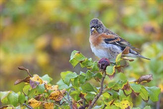 Brambling (Fringilla montifringilla), spring, foraging, Battenberg, Heligoland,