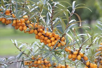 Sea buckthorn (Hippophae rhamnoides SANDORA)