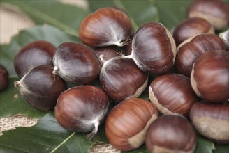 Sweet chestnut (Castanea sativa 'Ecker 1'), LauÃŸnitz, 81