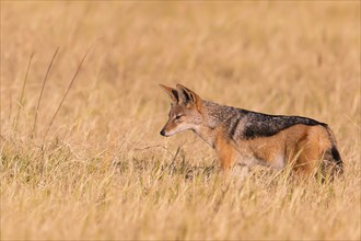 Africa, Botswana, black-backed jackal, Canis mesomelis, Botswana, Botswana, Africa