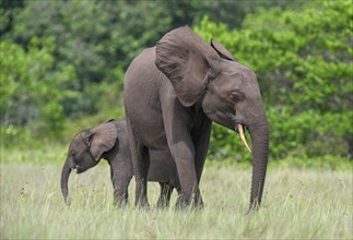 African forest elephants (Loxodonta cyclotis) in a clearing in Loango National Park, Parc National