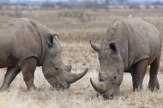 Southern white rhinoceroses (Ceratotherium simum simum), two adult males feeding on dry grass,