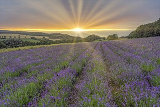 Lavender field in the Lipperland near Detmold Germany