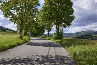 Avenue of sycamore maple (Acer pseudoplatanus) in Bernau im Black Forest, Black Forest, Waldshut