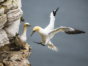 Northern Gannet, Morus bassanus, bird in flight over sea, Bempton Cliffs, North Yorkshire, England,