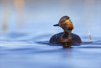 Black-necked grebe (Podiceps nigricollis), swimming in the water, Hides de El Taray / Floating Hid,