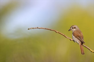 Red-backed shrike (Lanius collurio), female, district of Worms, Hockenheim, Baden-Württemberg,