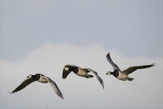 Barnacle geese or barnacle geese (Branta leucopsis) flying in formation over Hauke-Haien-Koog