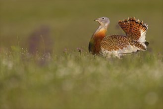 Great bustard (Otis tarda), Outarde barbue, Avutarda Comun, Spain, Toledo, Hides De Calera / Great