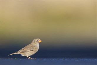 Trumpeter finch (Bucanetes githagineus), Fuerteventura, Canary Islands / Canary Islands, Spain,