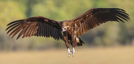 Monk Vulture, Monk Vulture, Black Vulture, (Cinereous Vulture), Aegypius monachus, Vautour moine,