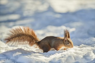 Eurasian red squirrel (Sciurus vulgaris) in the snow, Bavaria, Germany, Europe