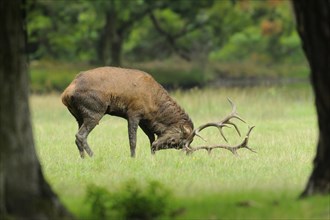 Red deer (Cervus elaphus) in rut season male on a meadow at the edge of the woods, captive