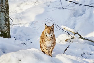 Eurasian lynx (Lynx lynx) in winter, captive, Bavarian Forest National Park, Bavaria, Germany,