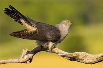 Common cuckoo (Cuculus canorus), Coucou gris, Cuco Europeo, Cuco Comun, Ast, branch, Ormoz area,