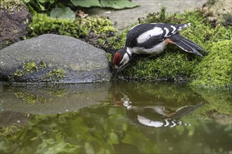 Great spotted woodpecker (Dendrocopos major), juvenile, drinking, Emsland, Lower Saxony, Germany,