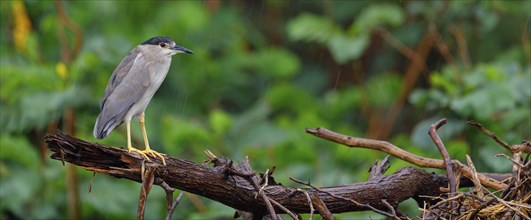 Black-crowned black crowned night heron (Nycticorax nycticorax), Bihoreau gris, HÃˆron bihoreau,