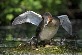 Great Crested Grebe (Podiceps cristatus), adult bird and chicks at the nest, one egg still in the