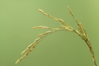 Rice (Oryza sativa), ear of rice, ear of grain