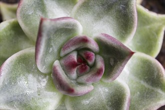 Beautiful succulent plant in greenhouse. Closeup, floral patterns, selective focus