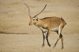 Southern lechwe (Kobus leche) walking in the dessert, captive, distribution Africa