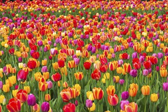 Bed of red, pink, orange and yellow Tulipa, Tulips in spring, Montreal, Quebec, Canada, North