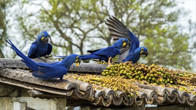 Hyacinth macaws (Anodorhynchus hyacinthinus) at Pousada Sao Joao, Estrada Parque Pantanal MS,