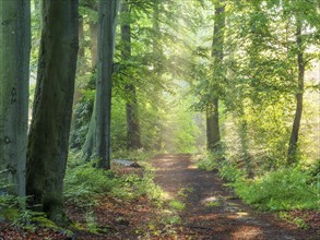 Hiking trail through natural green beech forest in the morning light, the sun shines through the