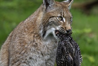 Hunting Eurasian lynx (Lynx lynx) with killed bird prey in its muzzle in forest