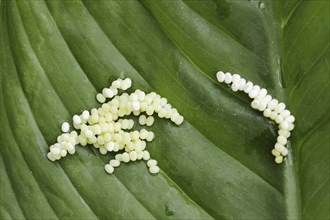 Ailanthus silkmoth (Samia cynthia), eggs on a leaf, occurring in Asia