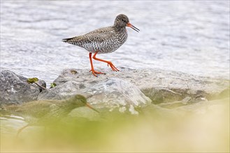 Common redshank (Tringa totanus), two adult birds at the water's edge, Varanger, Finnmark, Norway,