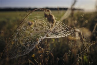 The sun rises over a field near Born am DarÃŸ and breaks in a spider's web covered in morning dew.