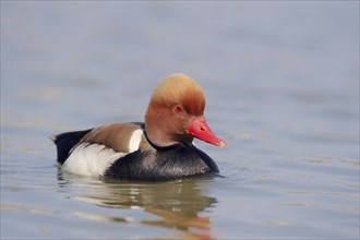 Red-crested pochard (Netta rufina), male, Camargue, Provence, southern France