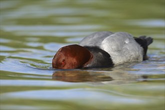 Common Pochard (Aythya ferina), male, basking, Camargue, Provence, southern France